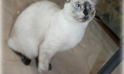 Squeak is a R.O.A.R. Society Kitten (see description below)
 
"Hello, My name is Squeak. I'm a cute little Siamese Cross female. I am fully litter trained, have had my vaccinations, dewormed and will be spayed in November.
I would love to come and cuddle