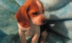 We are the 13 inch tri color pocket beagles. boys and girls, ready to go. Vet checked...Vaccinated...micro chipped....written health guaranteed. We are family raised, happy, healthy puppies,sweet as pie. 604-839-9650