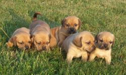 Pocket Puggle Puppies
$695
Pocket Puggle puppies ready to go 15-20lbs max at full maturity wonderful small medium size breed
Great with children, low shed, vet checked, vaccinated, wormed and advantage on, one rare black and tan
two fawn and one red,