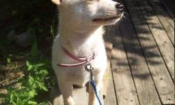 Bella- Pomeranian-Chihuahua mix.  9 months old, not spayed.  Crate trained.  Comes with soft -sided carrier, Travel cage, clothes, toys, collar, leash etc. Gets along with other pets, better in a family with older children.  Loves car rides, walks good on