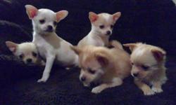 Pomchi x puppies. Family raised with children and pets. Paper training very well. Vet checked, 1st. shots and dewormed. Ready to go to your loving home. Phone 604-532-8163.