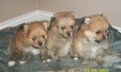Taking deposits for adorable pomeranian puppies born Dec. 30th.We have 2 females and 1 male. Puppies will be vet checked and first set of shots. Both parents on site.