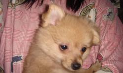Both parent are pomeranian
only 1 female left, brown color
if interested pls call
@ 613 389 1355, ask for Pierre or Zeny.
