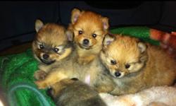I have 7 Pom puppies from 2 litters for sale. 4 females and 3 males. Please call or email to pic your Pom. Ready to go Oct 24 and Nov 8th. I have loads of pics I can email you:) This ad was posted with the Kijiji Classifieds app.Phone # 306 6926111.