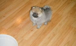 BEAUTIFUL  FULL BLOODED POMERANIAN PUPS
MALE AND FEMALES 4 TO CHOOSE FROM  SABLE AND ONE GREY / WHITE.  
PUPS COME WITH TWO SETS OF SHOTS AND DEWORMING
INTELLIGENT LOVING AND READY TO PLEASE
THESE LITTLE GUYS WON'T DISAPPOINT
WILL HOLD FOR CHRISTMAS
CAN