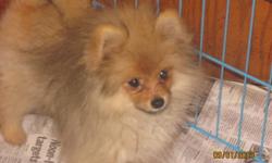 POMERANIAN PUPPIES
 
Two Orange Females and Two Orange Males.  These beautiful puppies are now 5months old and ready to go to their new homes.  Both parents are CKC reg'd., however, the puppies are not registered.  The puppies have been home-raised and