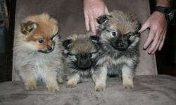 Only 1 Male Pekingese/Pomeranian Puppies left for sale. Have to see him to believe how cute he. 1/4 Pekingese, 3/4 Pomeranian. Come with first shots.
He is the larger dark one on the right in these pictures.