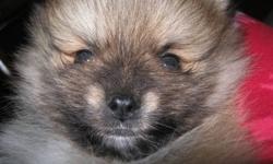 One brown mix male pom, 8 weeks old. PUPPY SOLD.