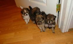 Baby poms born on November 10/11.  Ready to go at 8 weeks anytime after  January 5/12.
 
Both are pom mix and have flat hair.  Mom is midnight black and Dad is blonde with black highlights (see pics).  Both pups have been vet checked and are healthy.