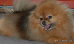 We are offering 3 Pomeranians for sale:
 
CKC Registered, purebred 10-month-old male Pomeranian - "Teeko" is from top Canadian/British bloodlines, very healthy, beautiful orange with correct coat and exceptional movement. He has a very out-going