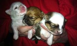I have 4 male and 1 female puppies.They will be ready to go at the end of January.
They will have there first shots and dewormed
call 250-617-0346 to view