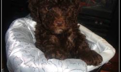 Last lonely pup available from a litter of 4.  He is a chocolate brown toy poodle pup, he has been vaccinated, dewormed and vet checked. He's been fed a high quality all natural food and he's a very happy, well socialized and of course adorable little