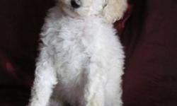 Standard Poodle puppies; six little gems, bright and sparkly! Four females - three white, one black. Two males - one black, one white. They love people, cuddles, and kids. They have been imprinted, and they have had their first shots and deworming, tails