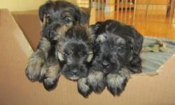 4 beautiful puppies - black and brown markings (3 boys and 1 girl) very soft coats, nonshedding, playful and socialized with children.  Ready to go home November 11th.  Will have their first shots.