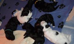 Portuguese Water Dog puppies available for sale to approved homes.
 
Available to their forever homes at the end of November.
 
Please call for details.
 
Jim
416-219-9873