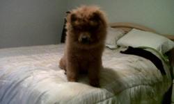 We have a Red male and female chow chow(shown in the above pictures) and we are considering breeding (either April or Oct 2012) and are just looking now to see if there is interest in the puppies.
We would be selling them for about $1000.
There are no