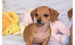 Very cute puppies! 3 males and 1 female available, puppies have excellent dispositions. Mom is mini dachshund, and father is our extremely handsome chihuahua. Puppies are very playful but love to cuddle for their afternoon nap. Our puppies come with their