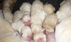 New born Lab pups for sale. 11 puppies that came from a great line and we have the mother on site and pictures and info of the dad upon request.  Puppies will need 8 weeks with mom obviously, but will go quick, so don't hesitate.  They will have their