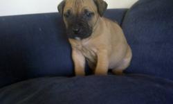 PRESA PUPPIES FOR SALE
READY TO GO