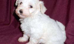 NOTICE: We lowered them to half price so they find new homes for Christmas!  You will not find these puppies for this price ANYWHERE!
We have Registered Coton de Tulear puppies that were born on October 10,2011.  They are now ready for their new homes!.