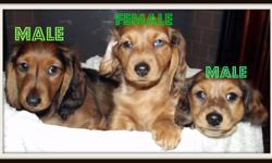 Beautiful longhaired miniature dachshund puppies ready to go to their loving new homes today!! Puppies are sold CKC registered, vet checked, first set of needles, dewormed, socialized and microchipped. Puppies were born and raised in our house. Both the