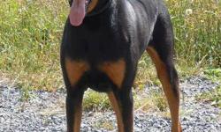 Radar is a two year old male neutered pure bred king Doberman, he's about 110 lbs with his ears done. He is the epitome of what a good working Doberman should be. He is totally house trained, excellent in the car, good with most little dogs, Ok with cats.