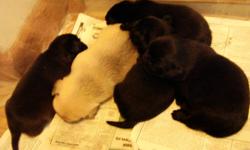 Beautiful, cuddly puganese puppies for sale.  Mother is a black pug and father is a black pekingese.  We have 2 black males  First shots and dewormed, country raised.  They are ready to go