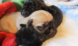 Puppies are vaccinated and ready to go in one week. Very sweet and love children. Call or email 902-315-2945
Will be ready to go the last week of December.
Both males and females available.
Mom is a black shitzu and dad is a pug.
Bailey and Otis