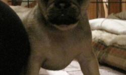 Beautiful pug/terrier cross puppies.
Two males and a female available...
Gibsons BC
