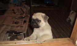 for sale pug puppies ready to go for christmas. vet check and needles .