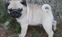 CKC Registered pug puppies Available to pet homes. Vet Checked healthy, first set of vaccines, microchipped, dewclaws removed and dewormed These babies are Beautiful, Healthy and ready for new homes. Sire and Dam are CKC Champions with great pedigrees.