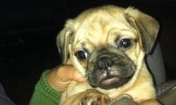 We have 1 beautiful male Pug puppy for sale!!! We are relocating and will not be able to give him the love and attention he needs. 1st shots, dewormed, pad trained and eating solid food. We are including a puppy starter kit and food. Please contact us by
