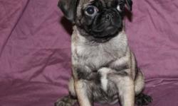 I have 1 Fawn female pup and 3  very light fawn male pug pups, love people, and other dogs, well socialized, have had their 4 way, bordertella and have been dewormed, nails were done Oct 11th, ready for new homes
... delivery or partial delivery may be