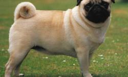 My Husband, me and my 3 year old son are looking for a puppy pug to call our own. We are in no hurray to have one, would like to wait until Jan or later to get one. We have no other pets, and We are willing to pay for a pug, ONLY if full breed!
Also we