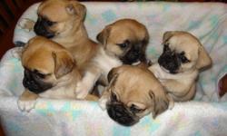 Gorgeous, family raised Pug cross Chihuahua puppies.  Have been raised in our home, under foot, with kids and other dogs.  Are very social, outgoing and friendly.  Have been spoiled since birth!  Dad is PB Pug & Mom is Chihuahua X.  Litter of 5... 2 -