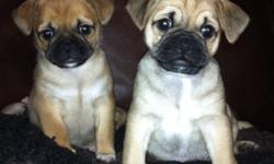 Gorgeous, family raised Pug cross Chihuahua puppies.
Have been raised in our home, under foot, with kids and other dogs. Are very outgoing and friendly and already paper trained at 4 weeks!  Have been spoiled since birth!  Dad is PB Pug & Mom is