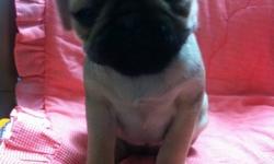 Hi I have 2 Pugs x English bulldog left out of 6 puppies. The father is a purebred black pug and the mother is a beige/white half bulldog half pug. The dad is about 10lbs and mom is 25lbs. So the puppies will be around 15lbs full grown. Very nice unusual
