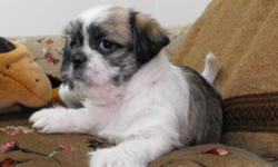 Three beautiful babies ready just before Christmas, delivery available.  There are two females (white & tan) and one male (tricolor). They have a Pug mom and a Shih Tzu dad. Their haircoat is more like the Shih Tzu but won't get quite so long and they
