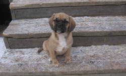 Only 1 female puppy left available.
These are the true Puggle Puppies. 1st generation.
Puggles are lovable, very sweet, social and good with people of all ages and other pets.
Mom is a Pure small Beagle at only 10" & 15 lbs. and dad is a Pure Pug and is