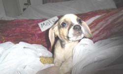 Loving Puggle pups looking forever families
2 sweet males--Beloved Hybrid brings you the best of both worlds
make a great family dog or hunting buddy
Family raised +Great with Kids +Vet checked
viewing by appointment
Huggle a puggle
Call Today