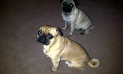I have two wonderful pugs looking for a new home. I don't have the time for them no more as I work many hours. I would like to find them a nice family to go to. they are wonderful around kids but not sure about babies. Please send me a text or an email.