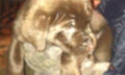 These are some nice little puppies. Their mom is a purebred chocolate lab, the dad is a German shepherd. All of the puppies look like labs. Two of them are brown like mom, the other ten are black. Very friendly pups, ready to go.
This ad was posted with