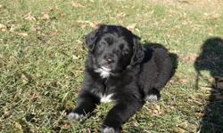I have 3 Golden Retriever/Border Collie puppies that are ready to go to good homes.  The mom is purebred Golden Retriever and the dad is purebred Border Collie.  They all have great dispositions and temperaments, and are used an abundance of children play