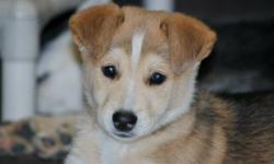 We have several adorable puppies for adoption through our rescue. They range in ages 8 weeks to 7 months, they are all mix breeds, some have Lab, some have Husky, etc
Some of their pictures can be seen here but they all can be seen on our web site at