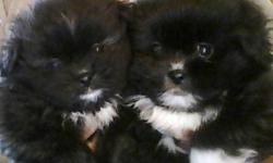 Adorable puppies for sale.  2 BoShihs (Boston Terrier x Shih Tzu) and 6 Shiranians (Shih Tzu x Pomeranian).  Raised in my home and very well socialized with all ages.  Puppies will be vet-checked, first shots and de-wormed before going to their new homes.