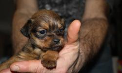 one male and one female puppies for sale  ,mom is shih-tzw and dad is pug and dachound