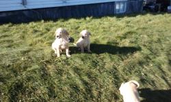These beauitful Golden Lab puppies are ready to go to GOOD homes. They are almost 9 weeks old..We have 4 females and 3 males. They come from good bloodlines. They have been dewormed. Very good natured puppies.Please contact us at 902-226-9325, if not