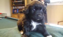 Rare EskiCavaPoo Pups, 1 Black white tipped toed&collar female and one male. The pups are so, so cute. Have wavy, hardly shedding hair since mixed with poodle and easy to train! Comes with vet exam, first shot, toy and blanket. Ready for pick up 1st week