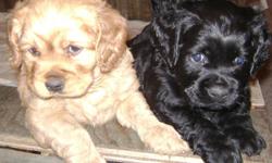 ONLY ONE LEFT Cocker spaniel Poodle cross puppies 6 weeks old  ready for a loving home. One black male. Has had his first puppy shots and is ready to go. This brave boy is all alone as his littermates have found loving homes. He comes with a halfbag of