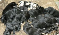 For sale Border Collie x Yellow Lab puppies They will be ready to go on Dec-2-2011 Please contact Maureen for details 780-961-3618